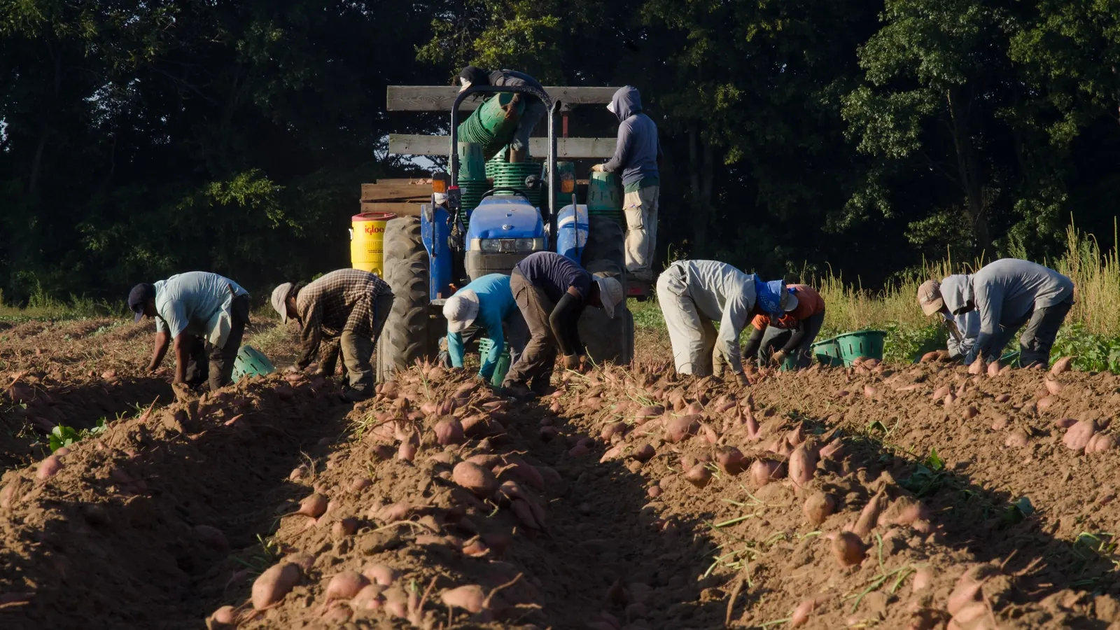 Farm workers harvesting a crop in a field