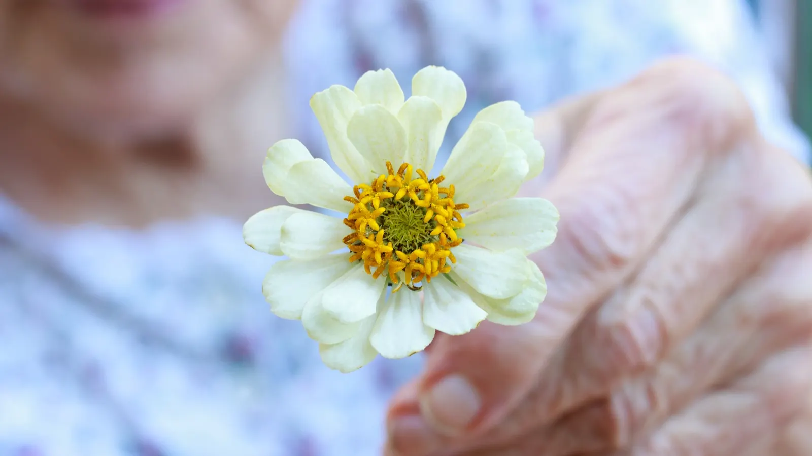An older woman's hands holding a white flower