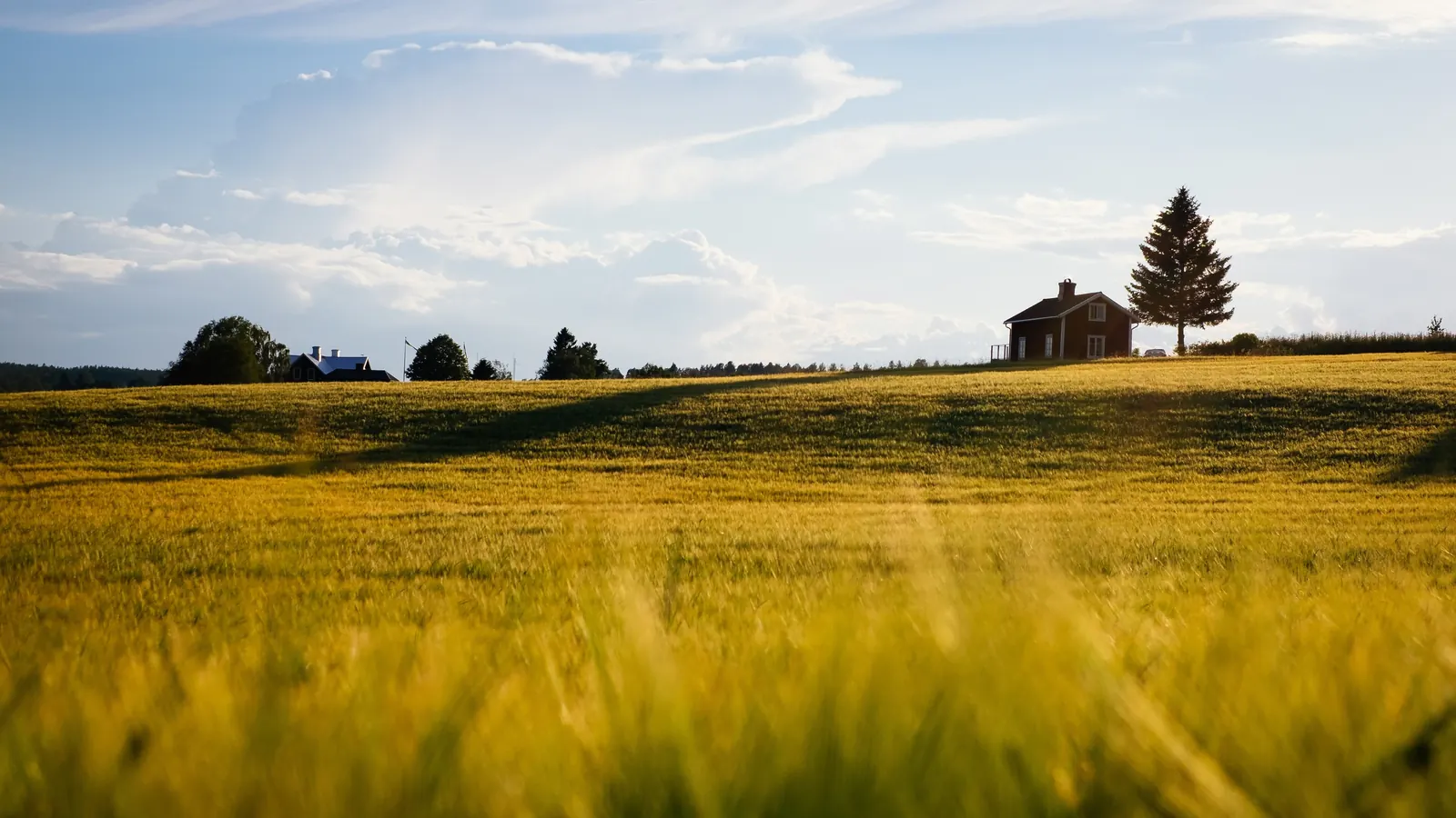 A golden field of grain stretching to a farmhouse and trees on the horizon