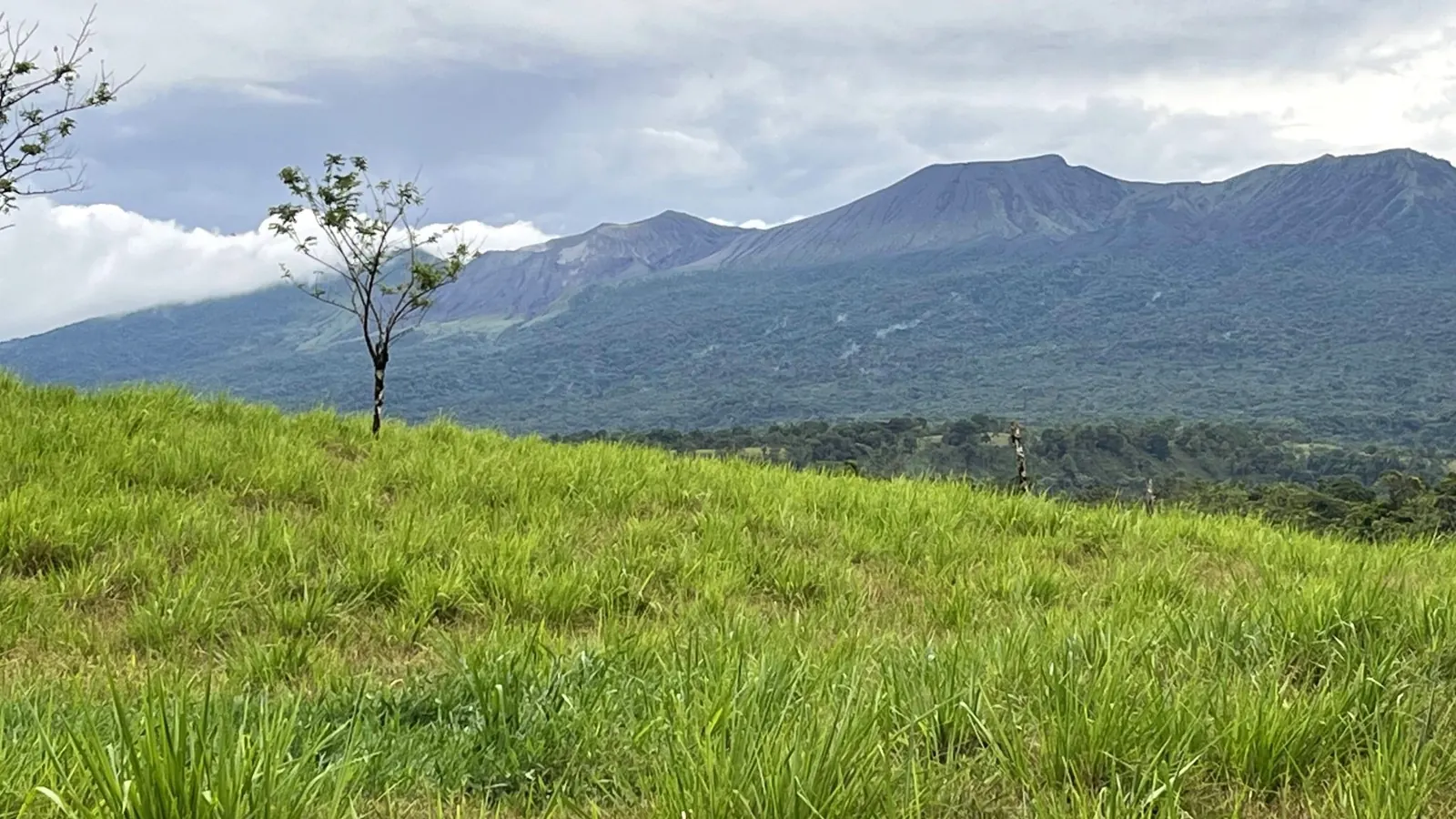 A lone young tree on a green hillside with mountains behind