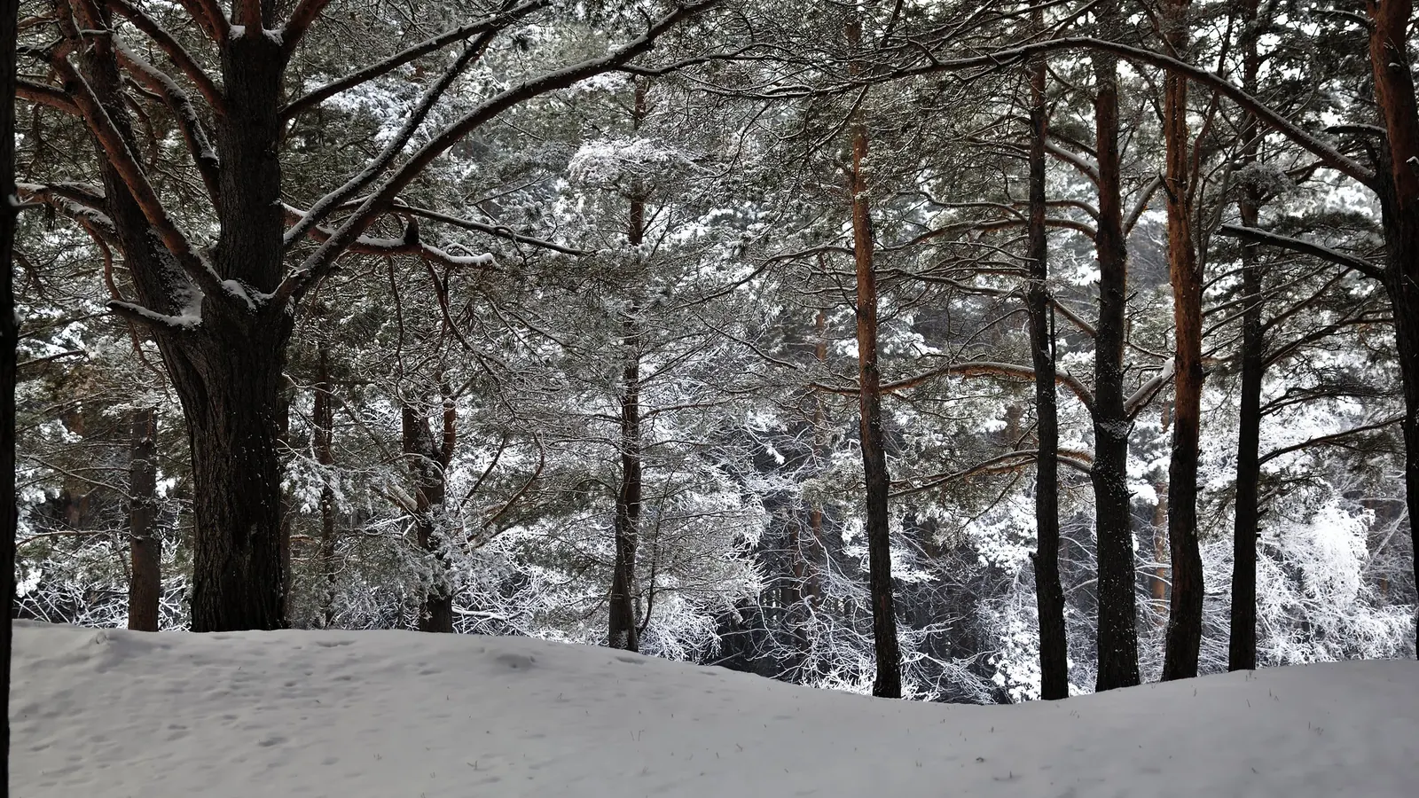 Snow-covered pine forest in winter