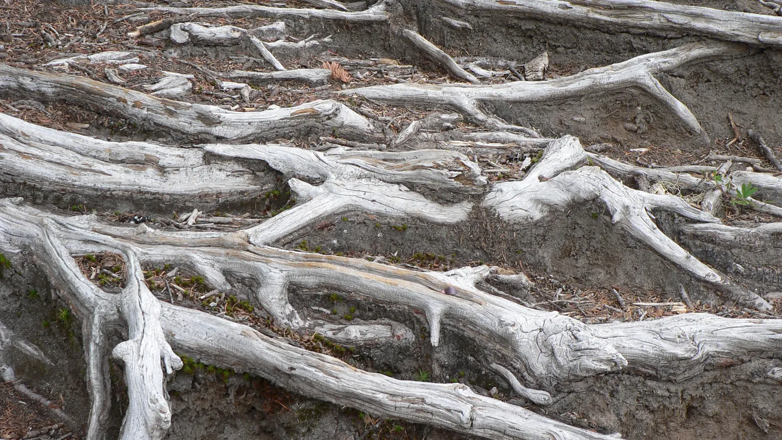 Exposed tree roots spreading across the ground
